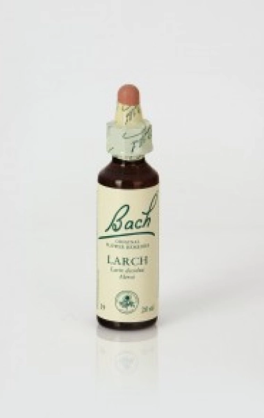 Larch (Alerce)