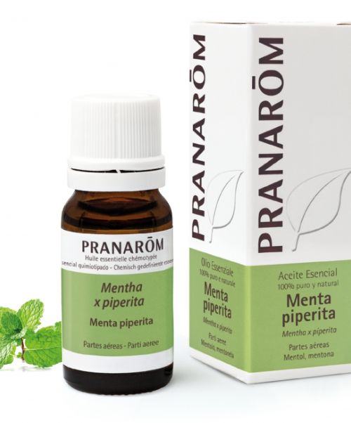 Aceite Esencial Menta piperita - - Potente antinociceptivo (bloquea las terminaciones nerviosas) - Anestésico- Analgésico - Antipruriginoso (anti-picor) - Efecto frio muy potente.- Proporciona un aliento fresco.- Antimareos