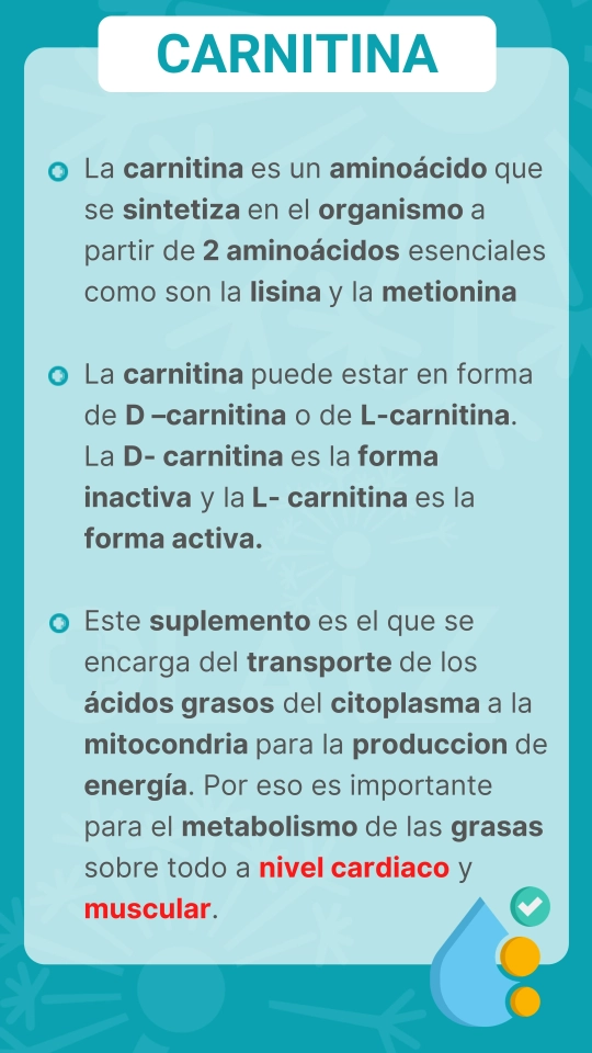 para que sirve la carnitina l Solgar L-Carnitina 500 mg 30 tabletas