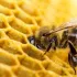 De las abejas