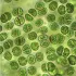 Chlorella