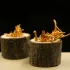 Cordyceps