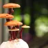 Reishi
