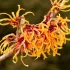 Hamamelis