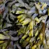 Kelp