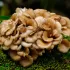 Maitake