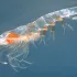 Aceite de Krill