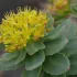 Rhodiola 