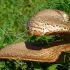 Polyporus