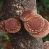 Shiitake