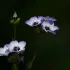 Lavanda
