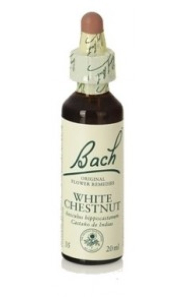 White Chestnut (Castaño de Indias) 