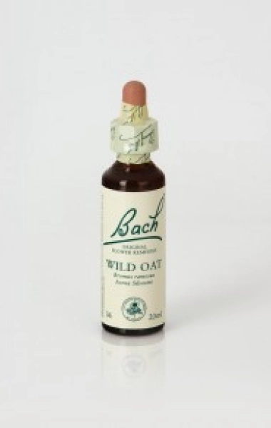 Wild Oat (Avena Silvestre) 