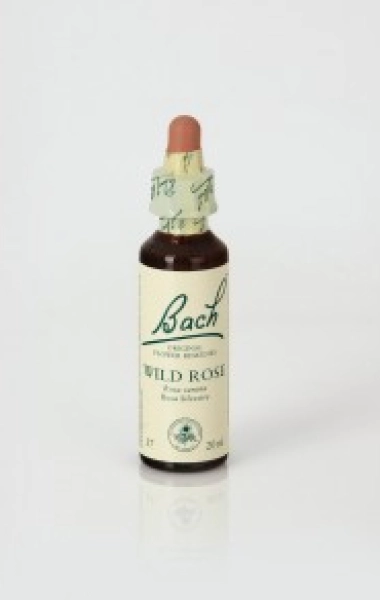 Wild Rose (Rosa Silvestre) 