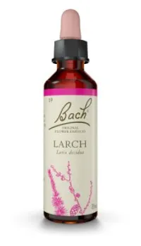 Larch (Alerce)