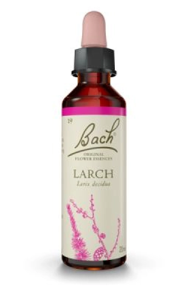 Larch (Alerce)