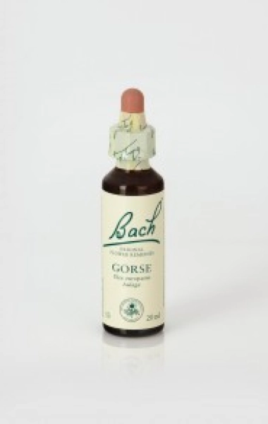 Gorse (Aulaga) Nelsons