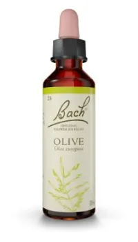 Olive (Olivo) 