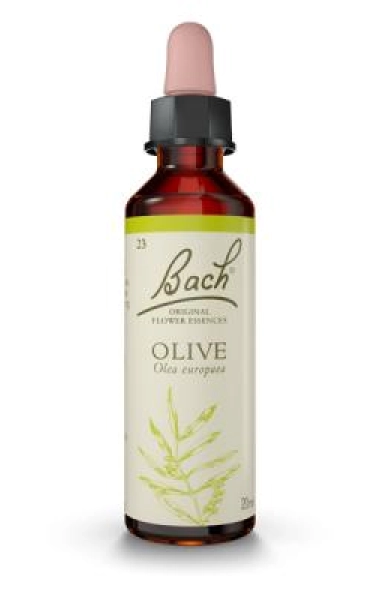 Olive (Olivo) 
