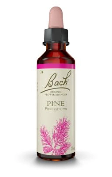 Pine (Pino Silvestre) Pine (Pino Silvestre)