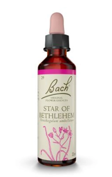 Star of Bethlehem (Leche de Gallina) 