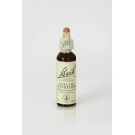 Star of Bethlehem (Leche de Gallina) 