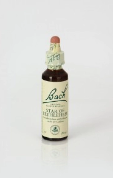 Star of Bethlehem (Leche de Gallina) 