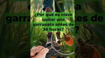 GARRAPATAS y LA ENFERMEDAD DE LYME