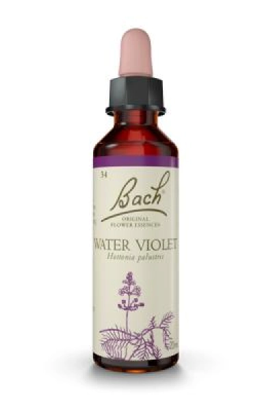Water Violet (Violeta de Agua) 