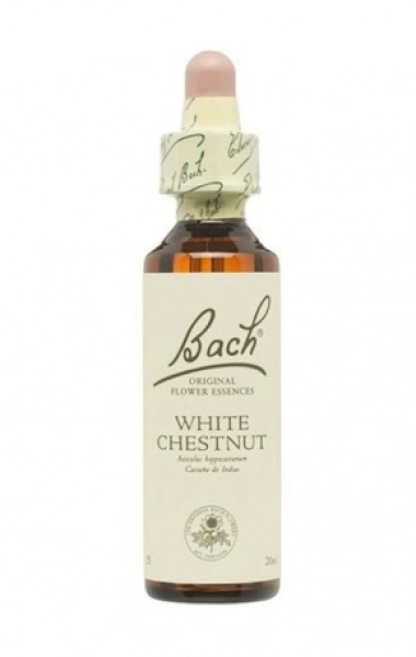 White Chestnut (Castaño de Indias) 