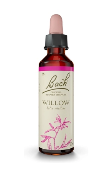Willow (Sauce) Willow (Sauce)