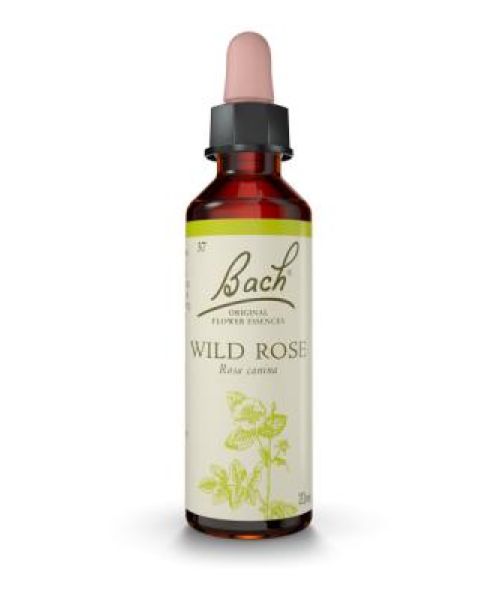 Wild Rose (Rosa Silvestre)  - Es una Flor de Bach® Original de acuerdo al tipo de personalidad apática. Dirigida a personas resignadas.